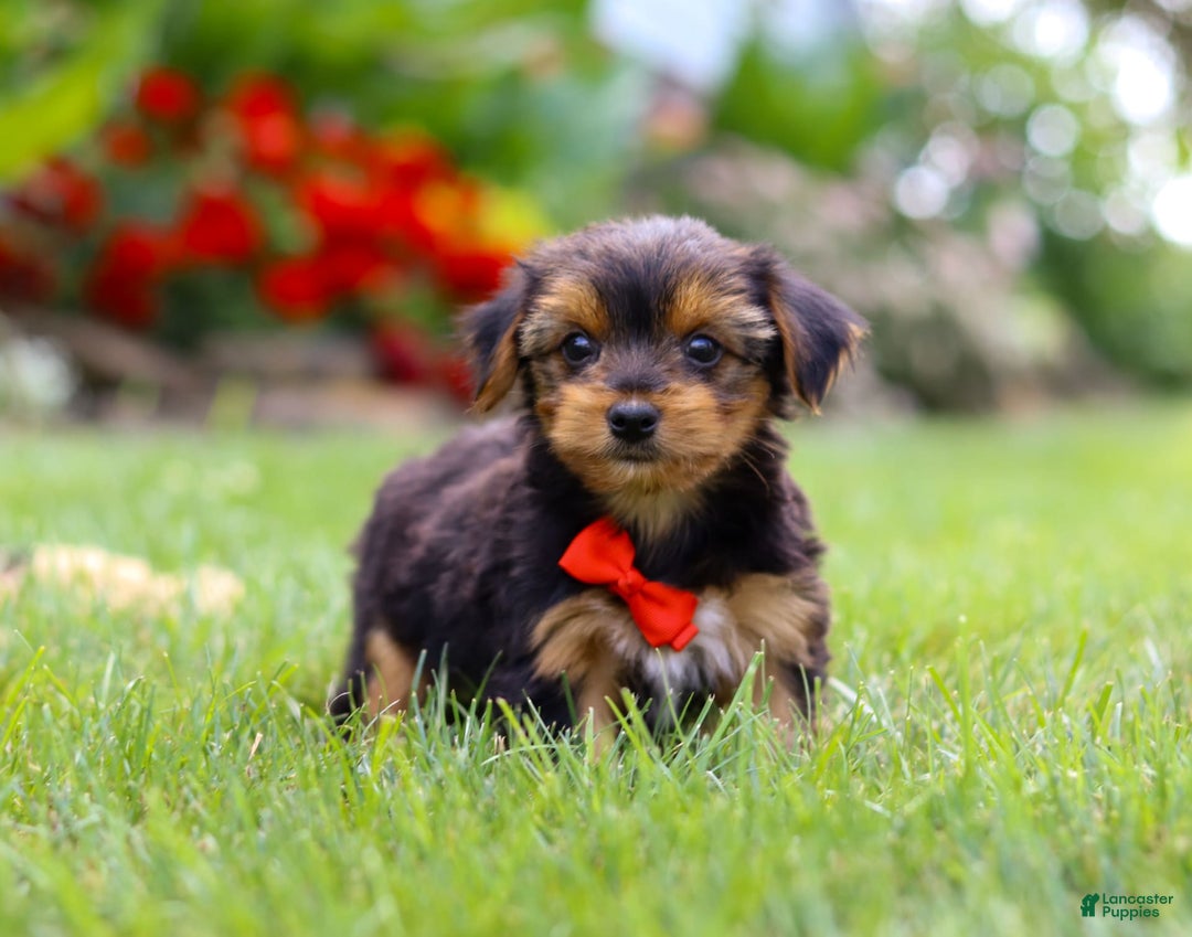 Yorkshire Terrier dogs for sale: Frankie - Image 6