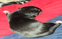 Chihuahua dogs for sale: Black/tan Girl - Image 1