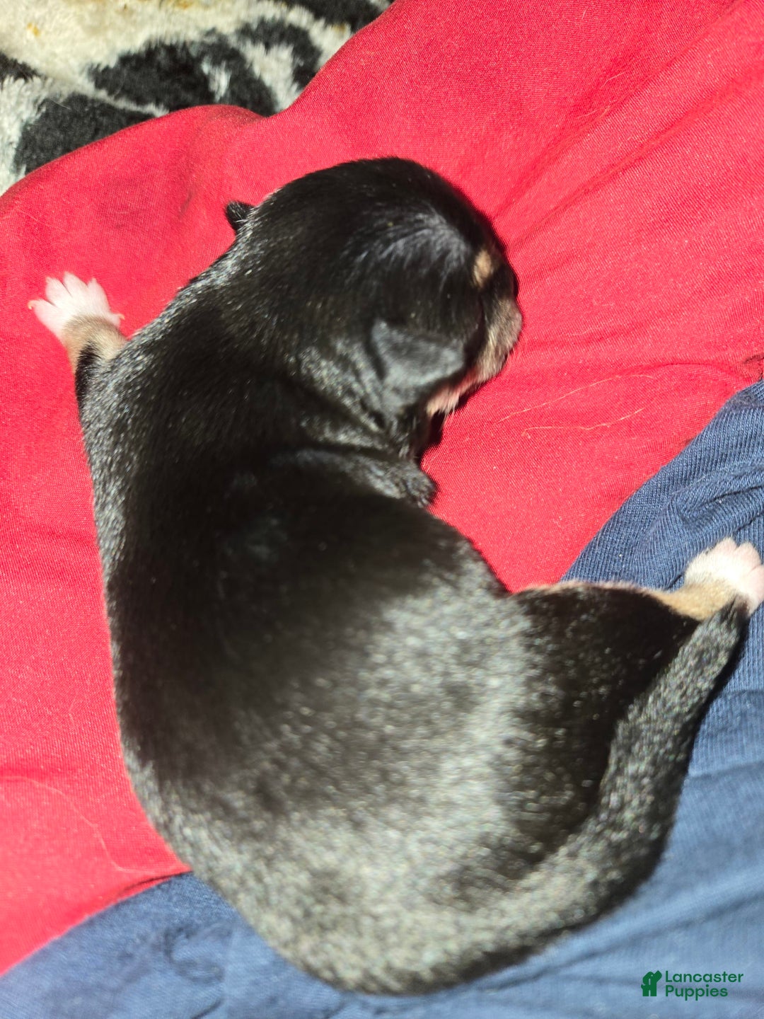 Chihuahua dogs for sale: Black/tan Girl - Image 1