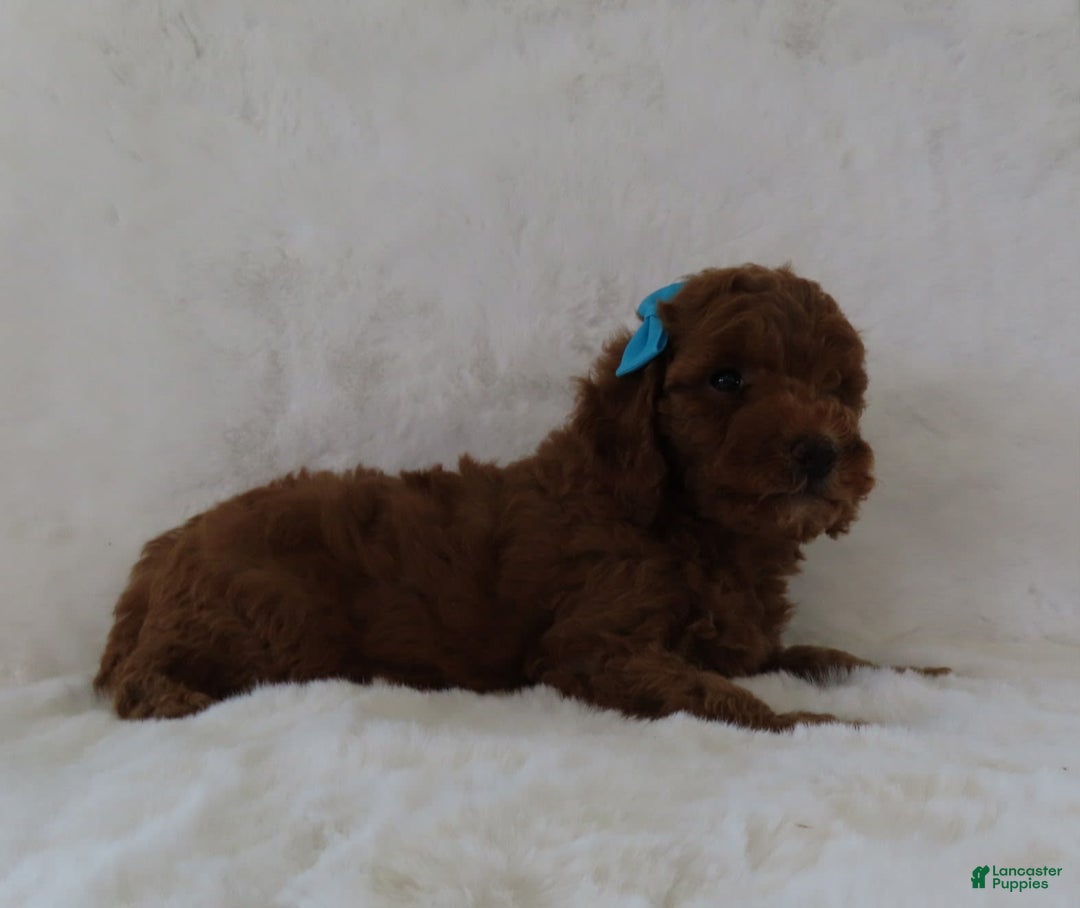  dogs for sale: Mini Goldendoodle 7 puppies - Image 18