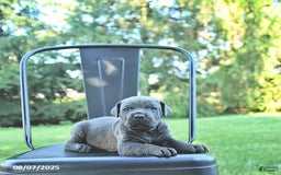 Cane Corso dogs for sale: Titan - Image 3