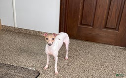 Italian Greyhound dogs for sale: Robbie - Image 3