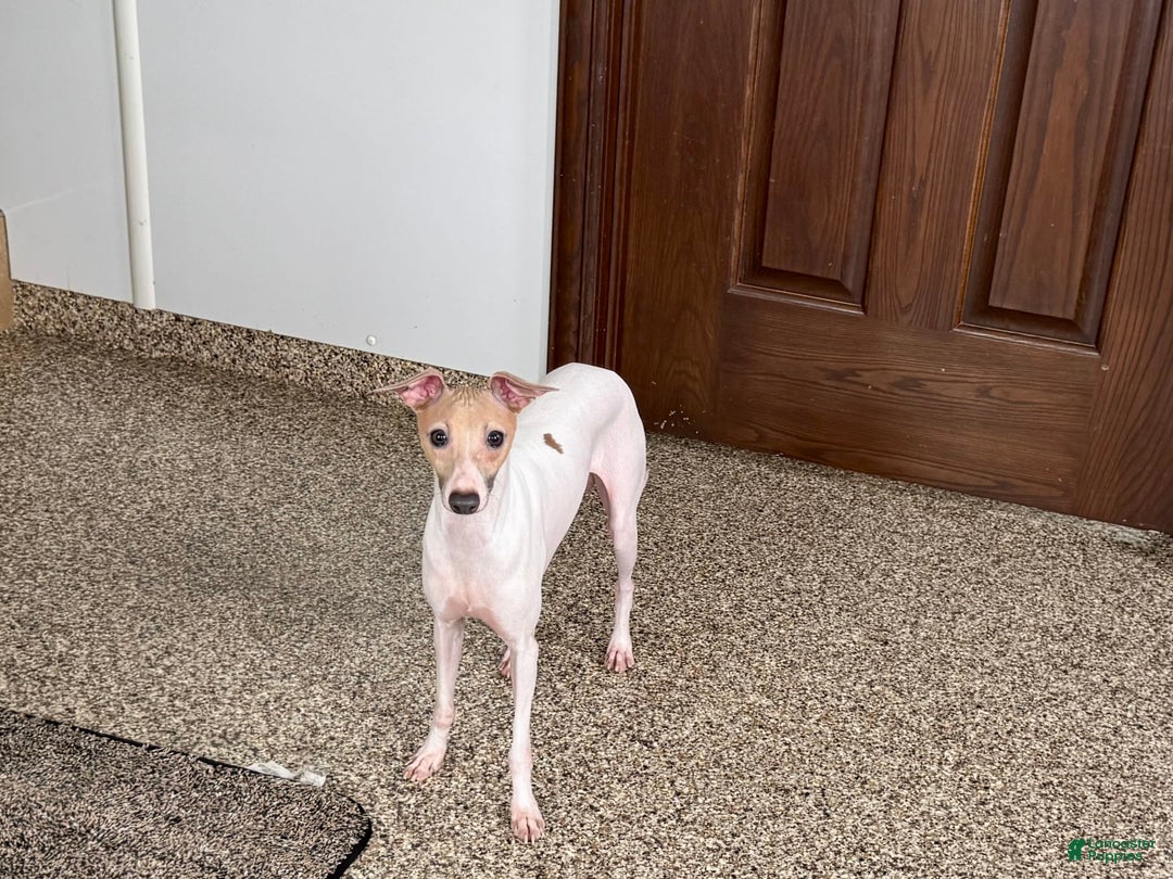 Italian Greyhound dogs for sale: Robbie - Image 3