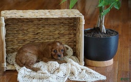 Cavalier King Charles Spaniel dogs for sale: Daisy - Image 8