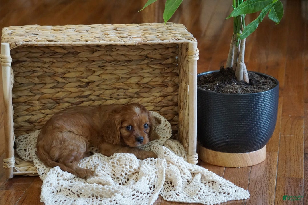 Cavalier King Charles Spaniel dogs for sale: Daisy - Image 8