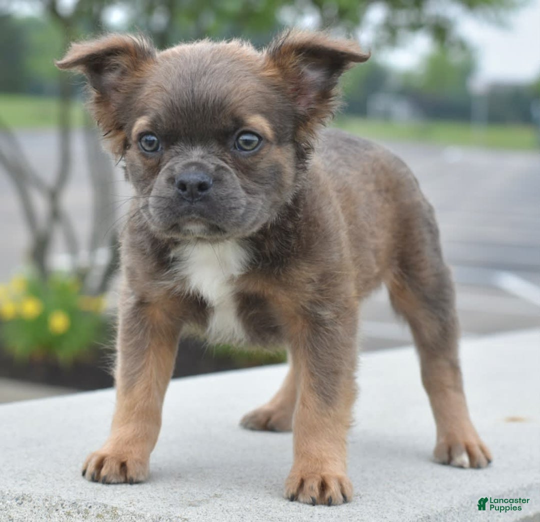 Frenchton dogs for sale: Milo Fluffy - Image 12