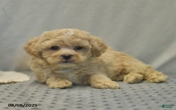 Teddy Bear dogs for sale: Biscute - Image 3