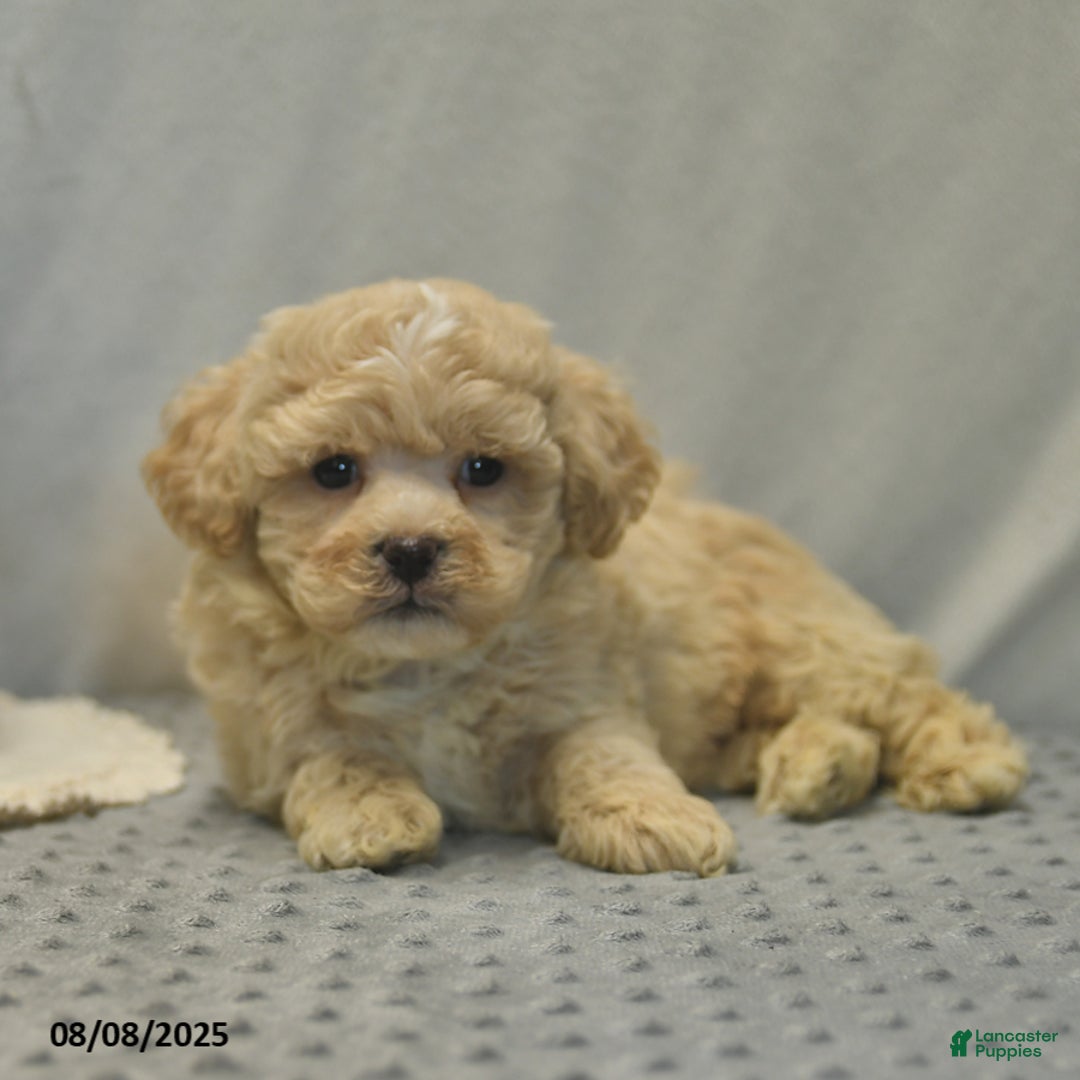 Teddy Bear dogs for sale: Biscute - Image 3