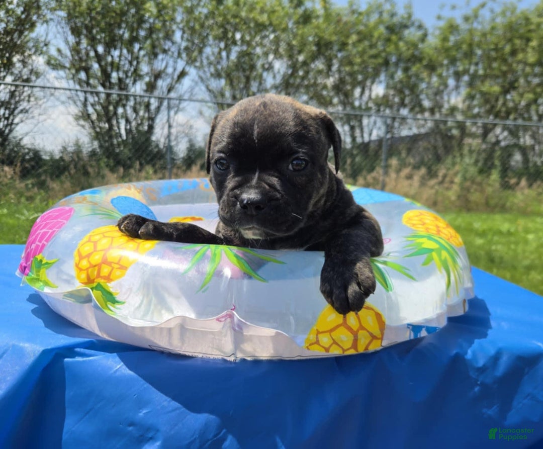 American Bulldog dogs for sale: Miss Trenchbell - Listing for pets: Miss Honey, Matilda, Miss Trenchbell, Harry - Image 1