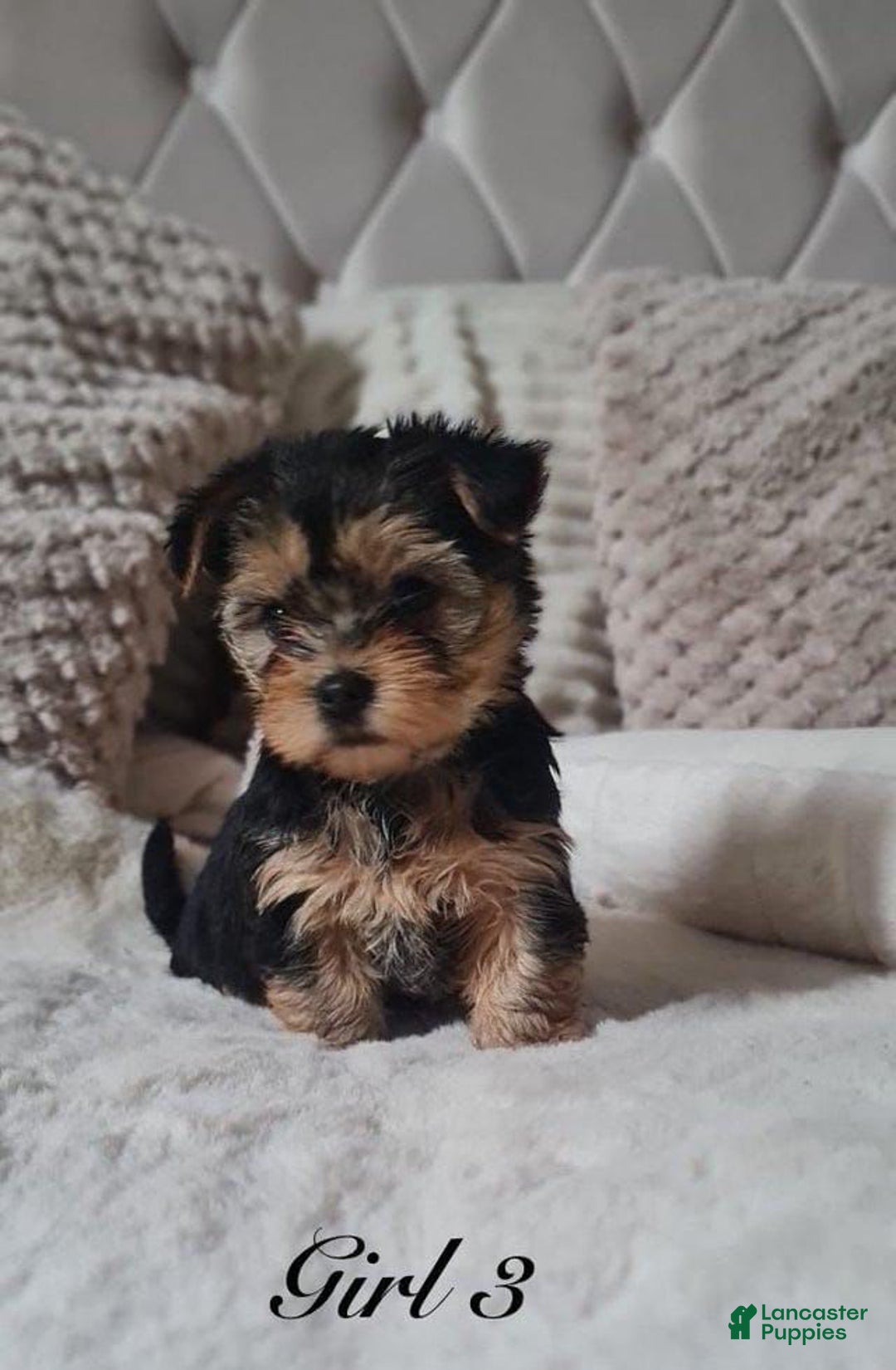 Yorkshire Terrier dogs for sale: Mimi - Image 3