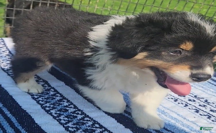 Australian Shepherd dogs for sale - Ad 2