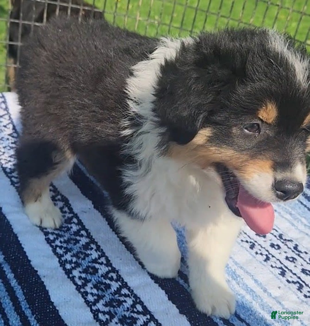 Australian Shepherd dogs for sale: Sasha - Image 1
