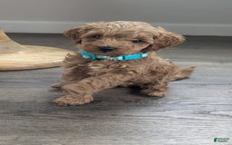 Cockapoo dogs for sale: Willow - Image 1