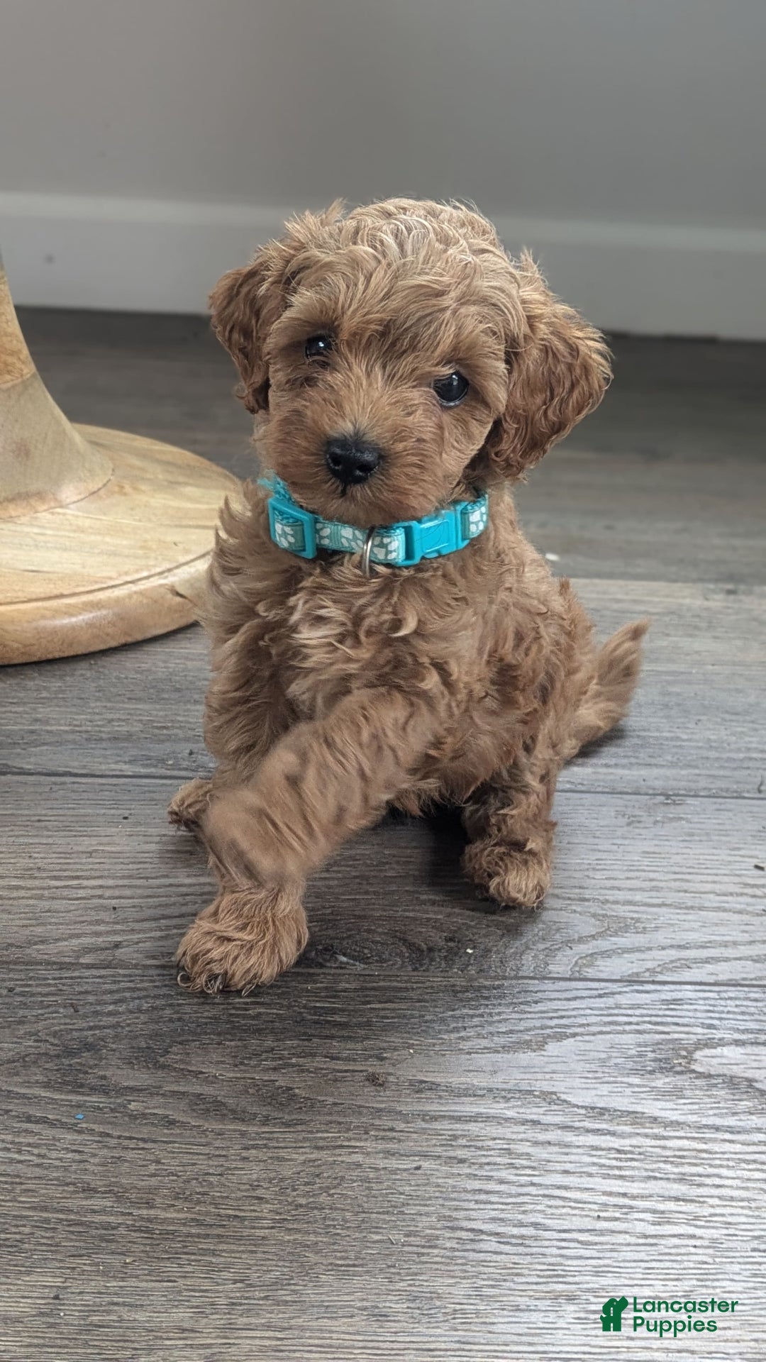 Cockapoo dogs for sale: Willow - Image 1