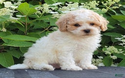 Bichpoo dogs for sale: Jet - Image 4
