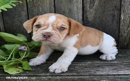 Beabull dogs for sale: Dakota - Image 2
