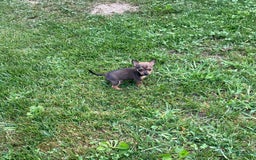 Chihuahua dogs for sale: Reggie - Image 9
