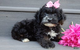 Cockapoo dogs for sale: Dolly - Image 3