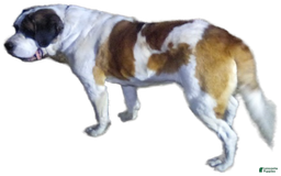 Saint Bernard dogs for sale: Tulip - Image 8