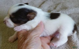 Yorkshire Terrier dogs for sale: Raleigh chocolate parti - Image 10