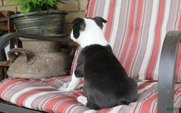 Frenchton dogs for sale: Tundra - Image 2