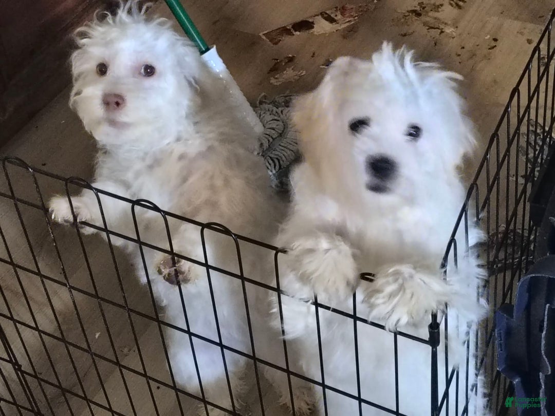 Maltipoo dogs for sale: Bene - Image 1