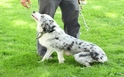 Australian Shepherd dogs for sale: Brenda - Image 11