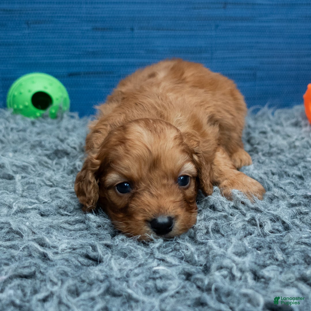 Cavapoo dogs for sale: Jacoby - Image 3
