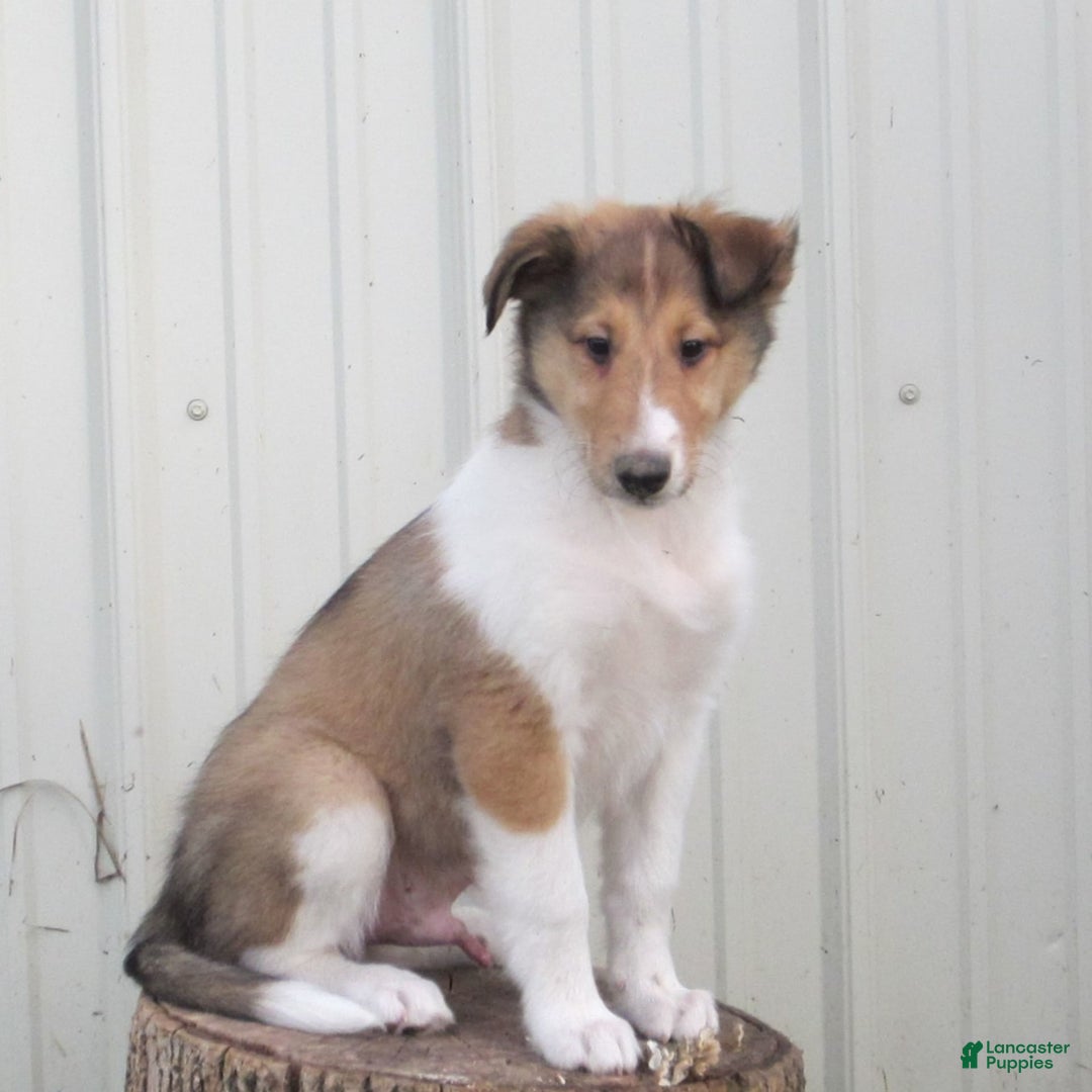 Collie dogs for sale: Asher - Image 6