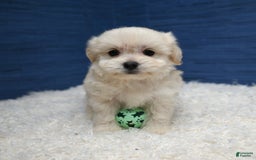 Shihpoo dogs for sale: Cedric - Image 16