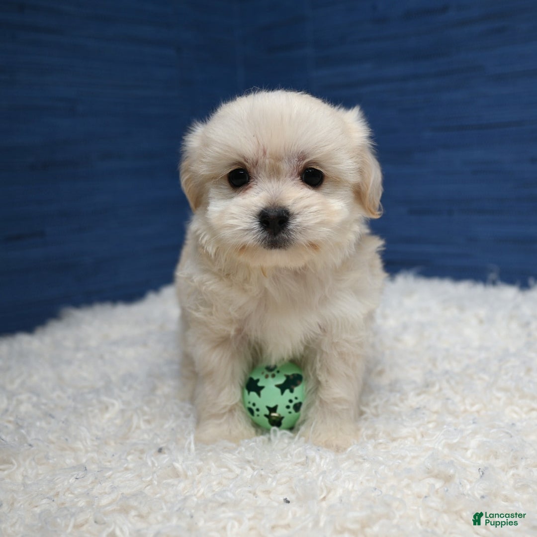 Shihpoo dogs for sale: Cedric - Image 16