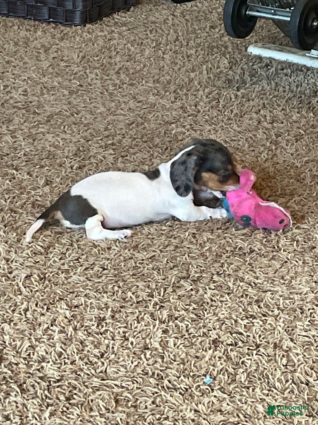 Miniature Dachshund dogs for sale: Sayde - Image 3