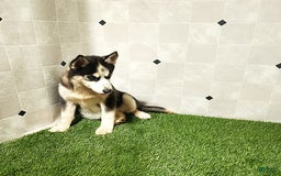 Siberian Husky dogs for sale: Babe - Image 10
