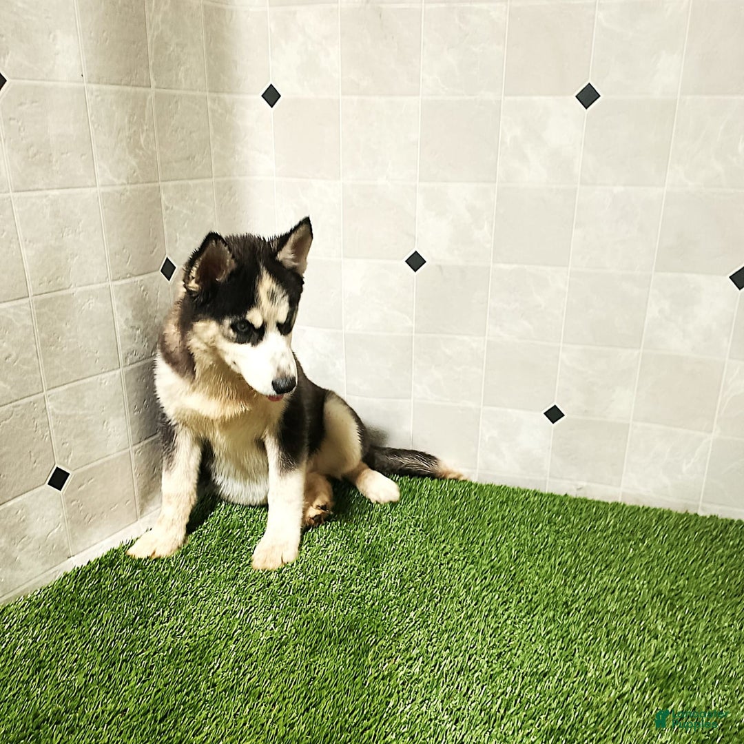 Siberian Husky dogs for sale: Babe - Image 10