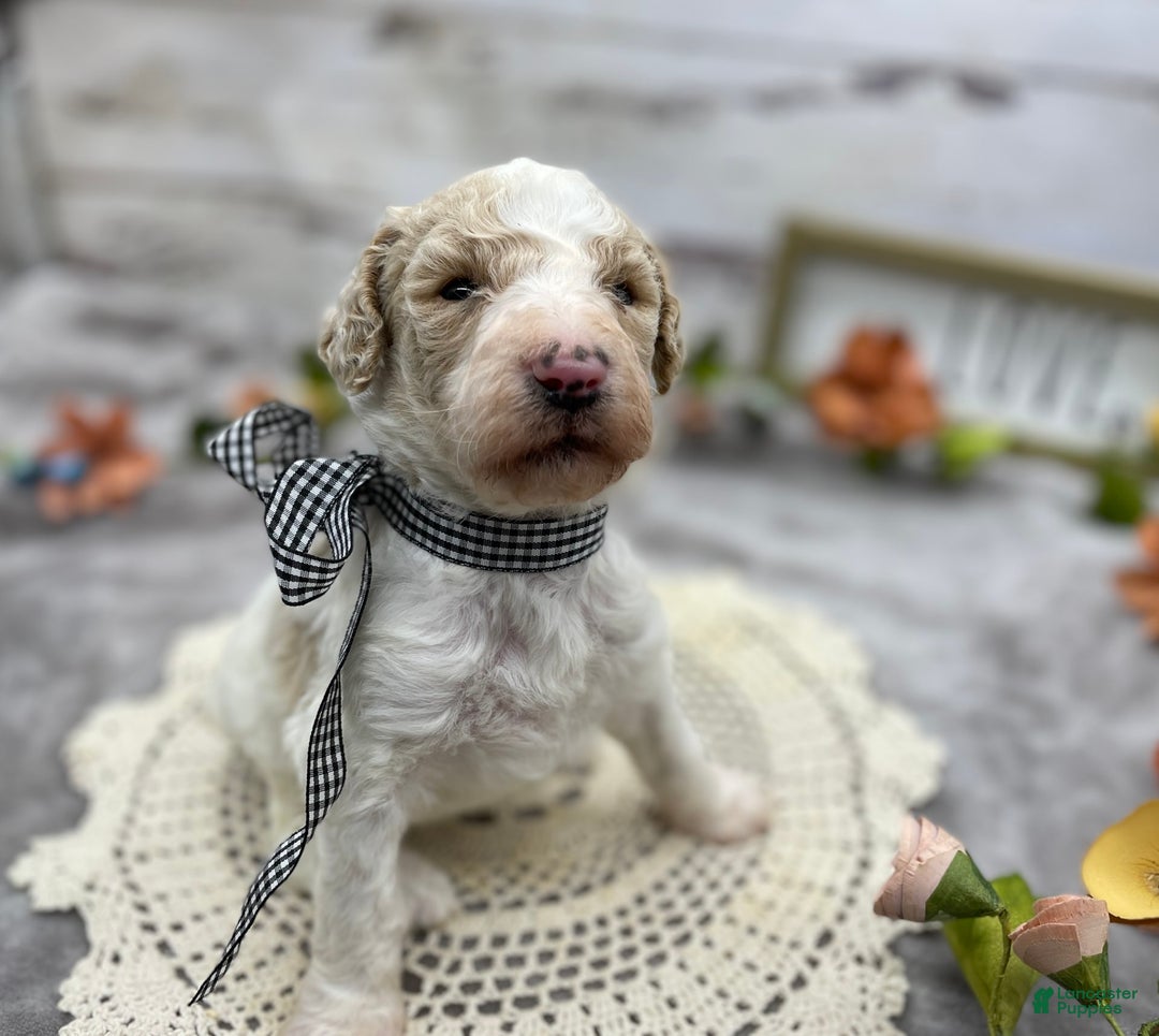 Standard Poodle dogs for sale: Gus - Image 17