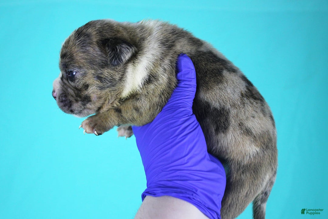 American Bully dogs for sale: Fawn Merle Male - Image 1