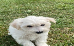 Bichon Frise dogs for sale: Beau - Image 1