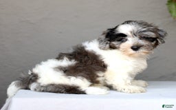 Shihpoo dogs for sale: Devon - Image 3