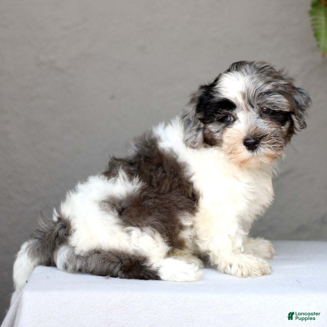Shihpoo dogs for sale: Devon - Image 3