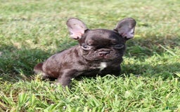 French Bulldog dogs for sale: Fenn - Image 5