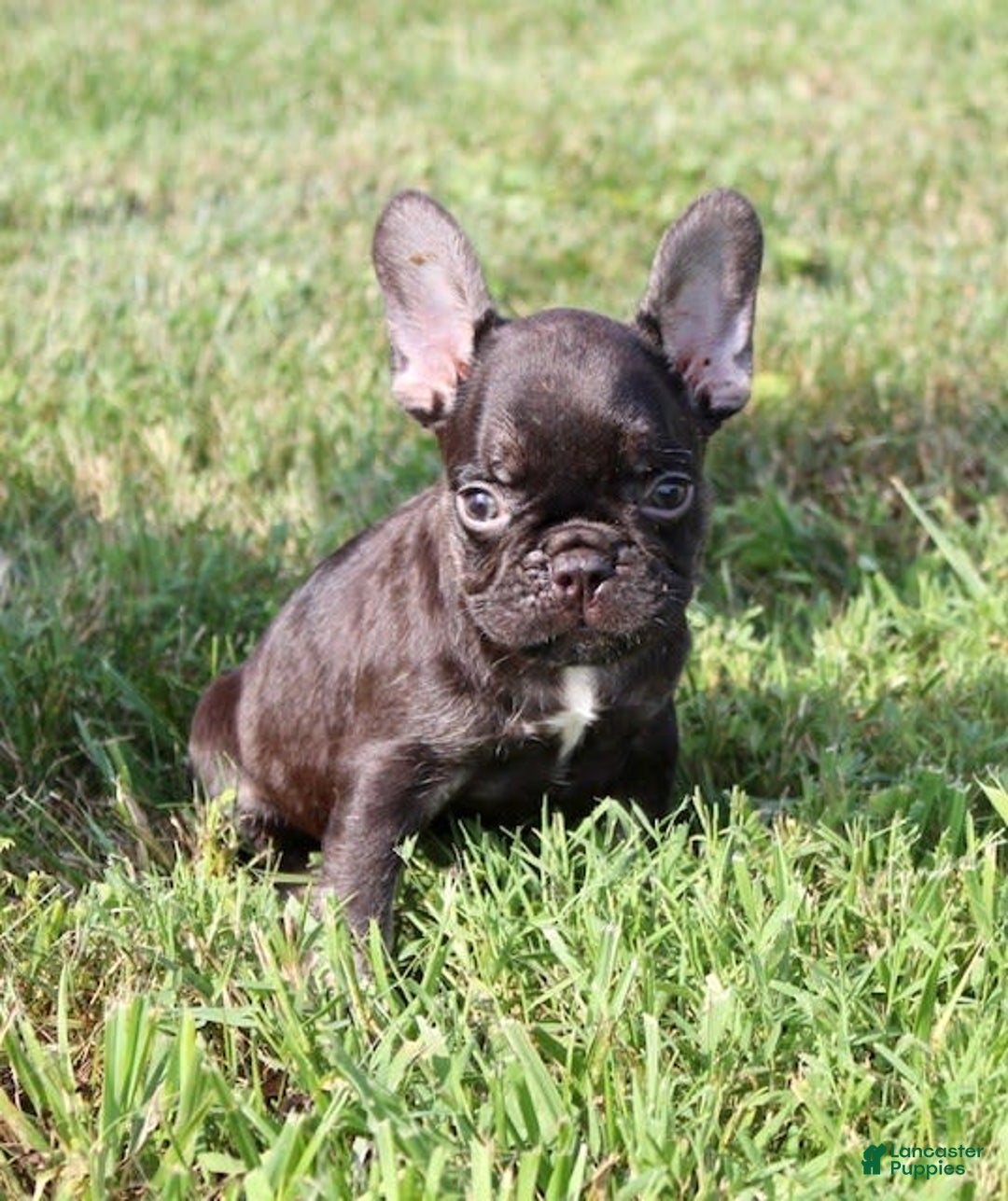 French Bulldog dogs for sale: Fenn - Image 5