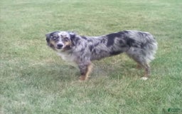 Australian Shepherd dogs for sale: Tootsie - Image 4