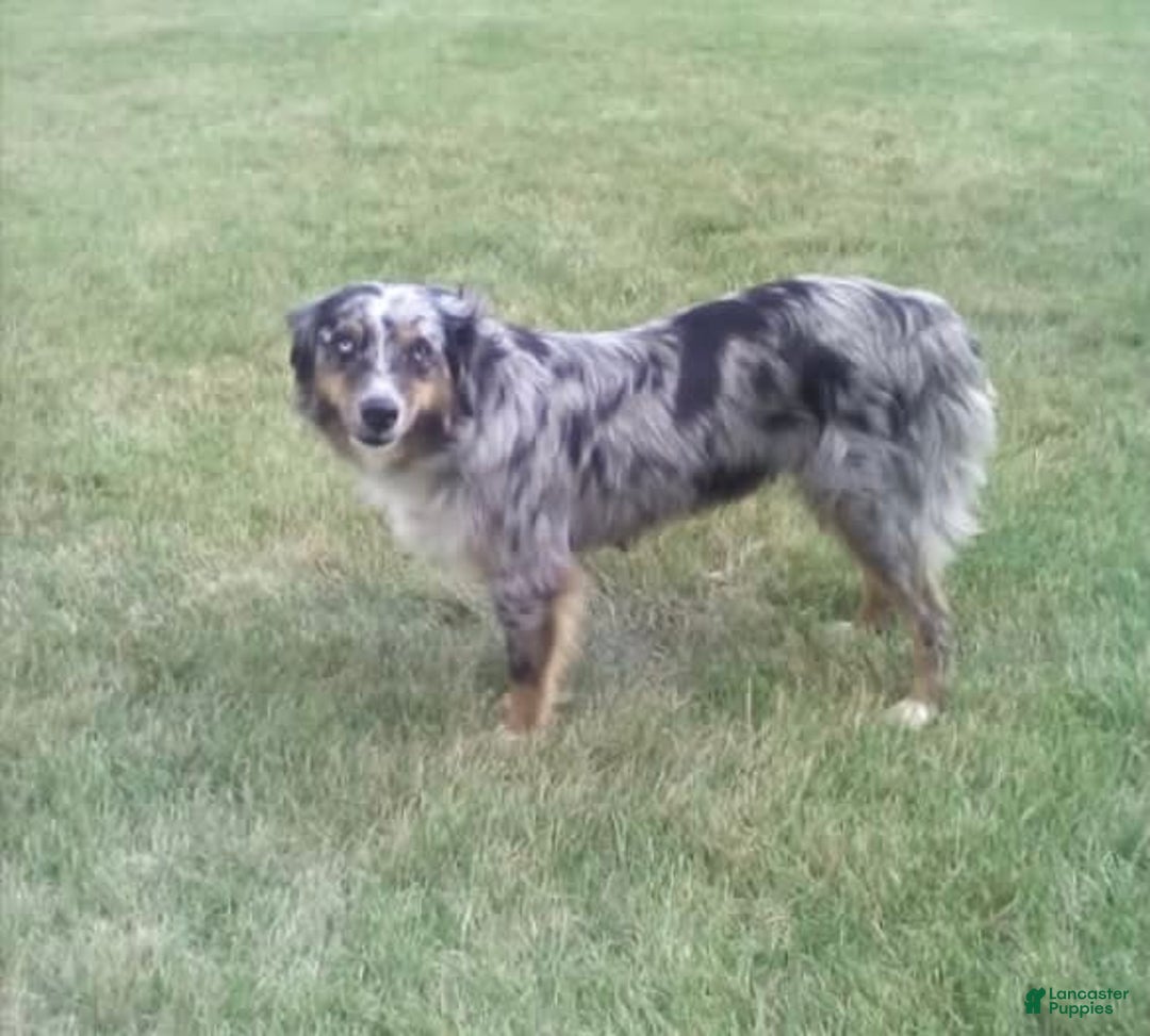 Australian Shepherd dogs for sale: Tootsie - Image 4