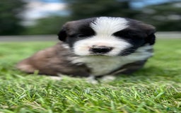 Saint Bernard dogs for sale: Bear - Image 3
