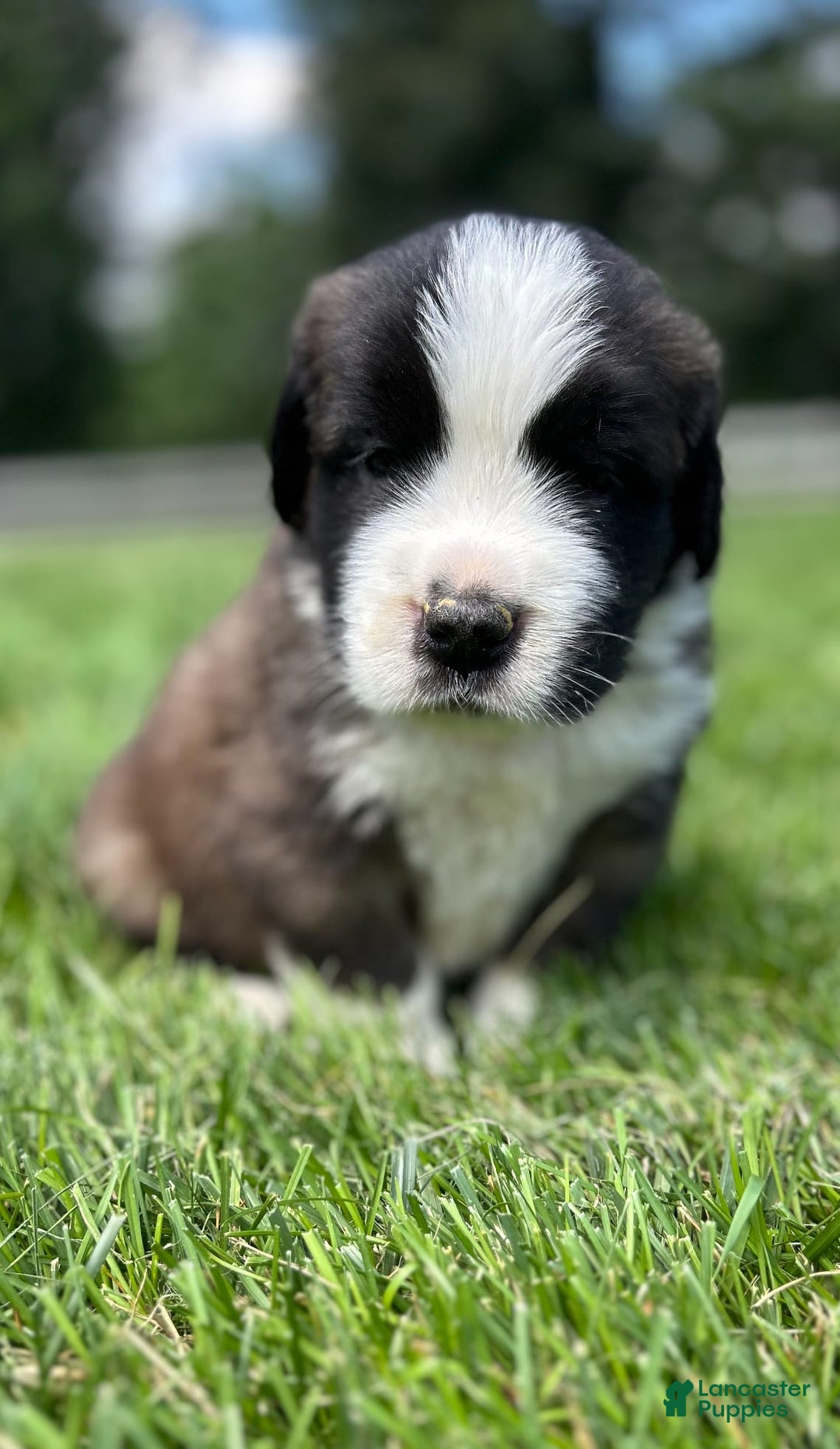 Saint Bernard dogs for sale: Bear - Image 3