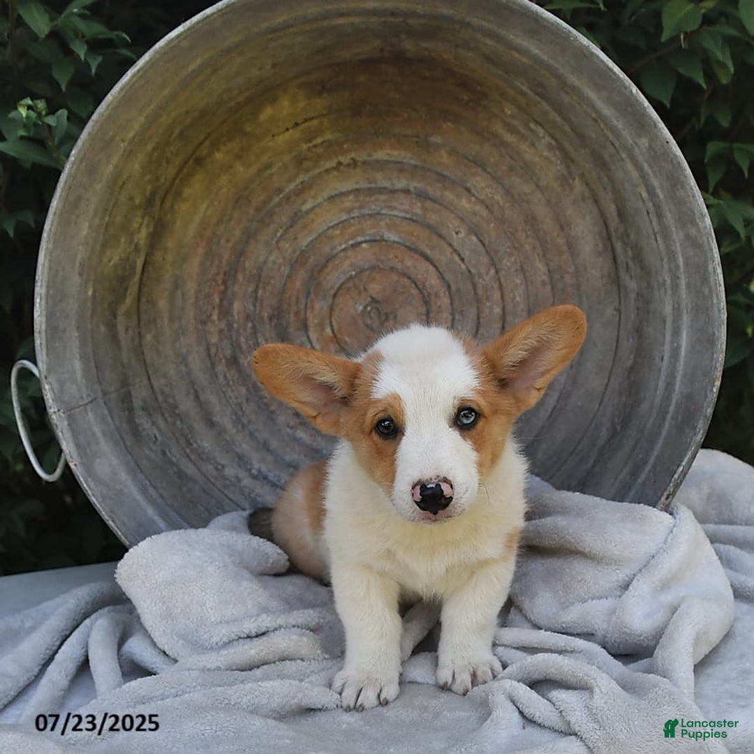 Welsh Corgi Pembroke dogs for sale: Thorne - Image 7