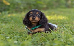 Miniature Dachshund dogs for sale: Scott - Image 4