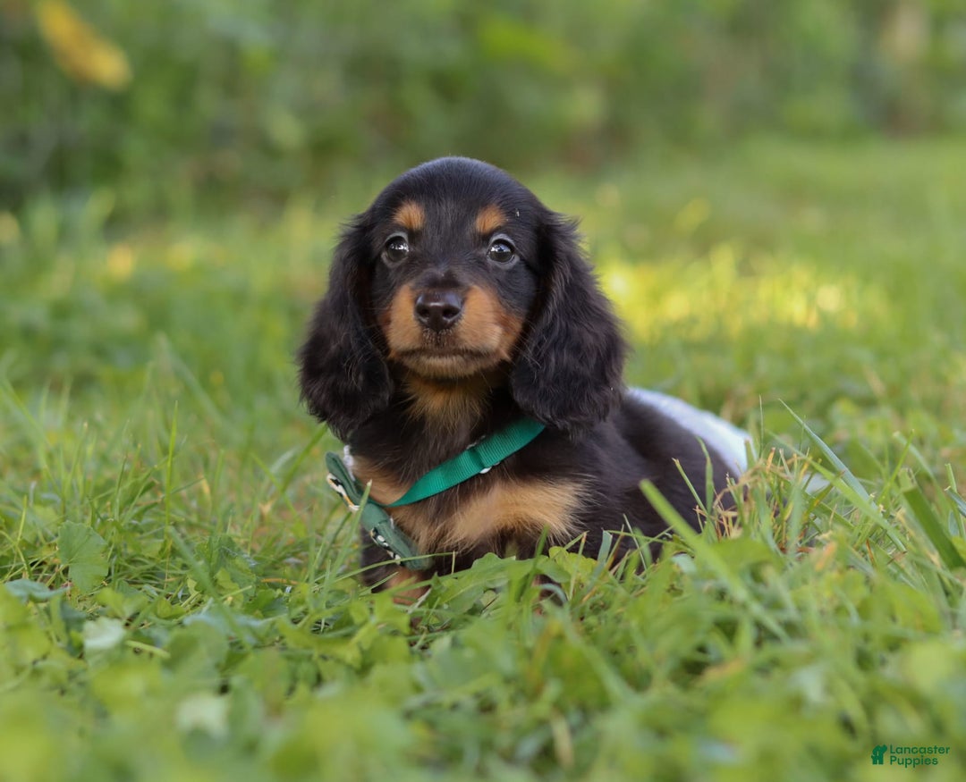 Miniature Dachshund dogs for sale: Scott - Image 4