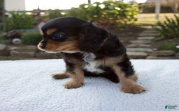 Cavalier King Charles Spaniel dogs for sale: Cooper - Image 7