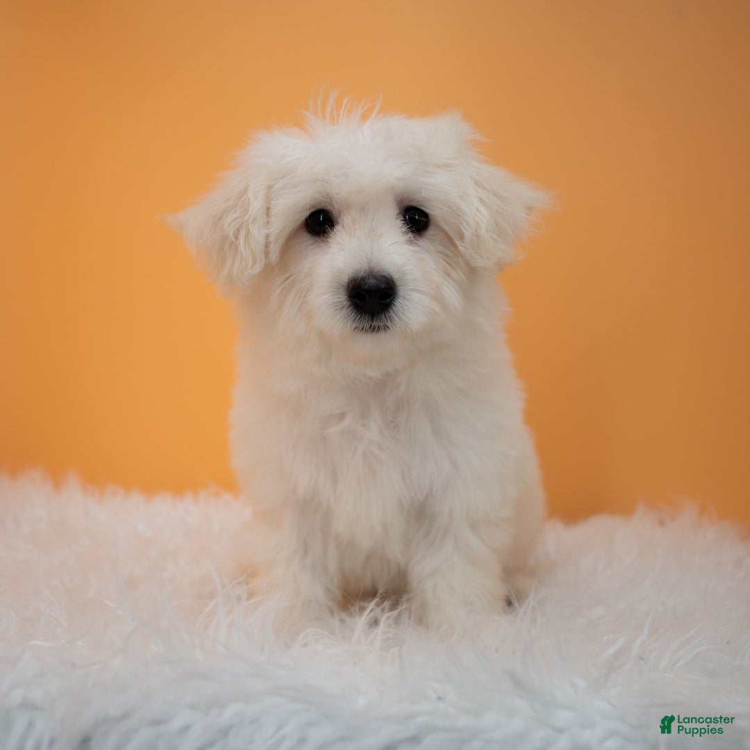 Maltipoo dogs for sale: Felicity - Image 7